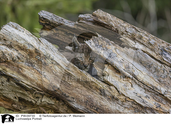 Luchswelpe Portrait / cub portrait / PW-09730