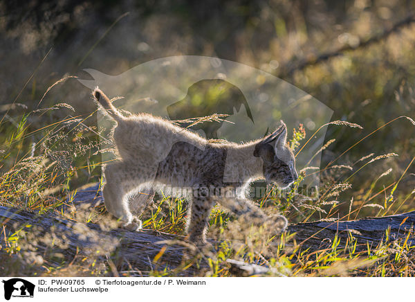 laufender Luchswelpe / walking cub / PW-09765