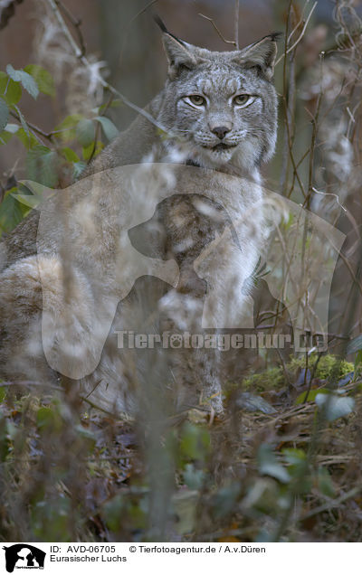 Eurasischer Luchs / Eurasian Lynx / AVD-06705