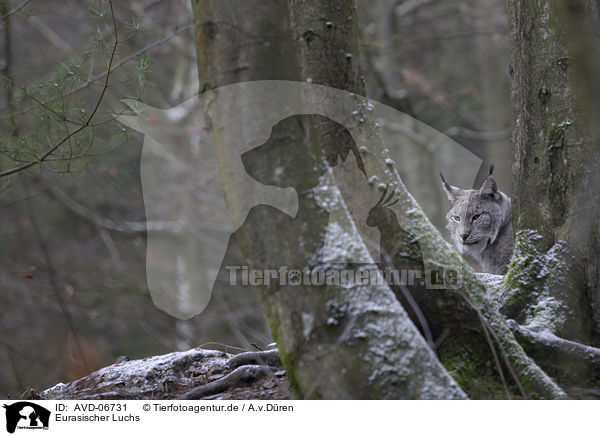 Eurasischer Luchs / Eurasian Lynx / AVD-06731