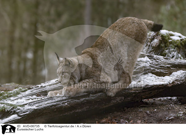 Eurasischer Luchs / AVD-06735