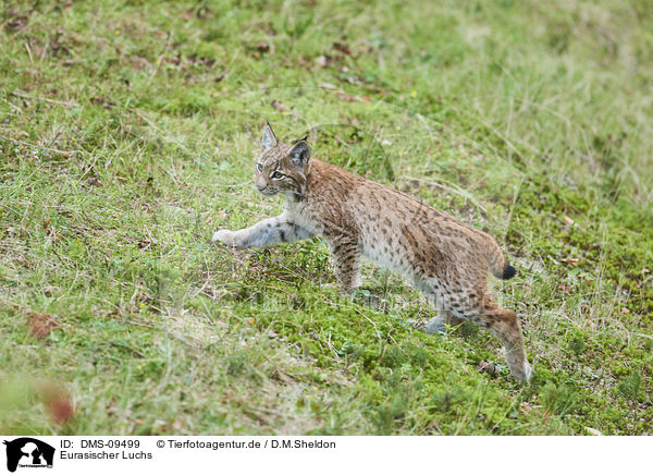 Eurasischer Luchs / Eurasian Lynx / DMS-09499