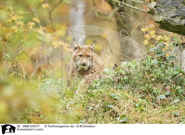 Eurasischer Luchs / Eurasian Lynx / DMS-09577