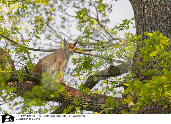 Eurasischer Luchs / Eurasian Lynx / PW-12688