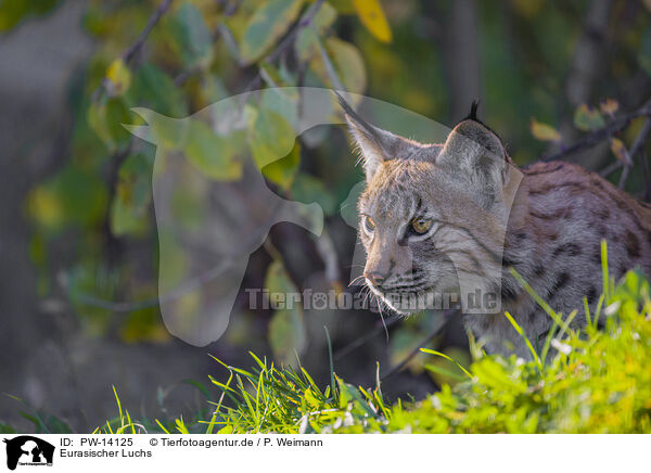 Eurasischer Luchs / Eurasian Lynx / PW-14125