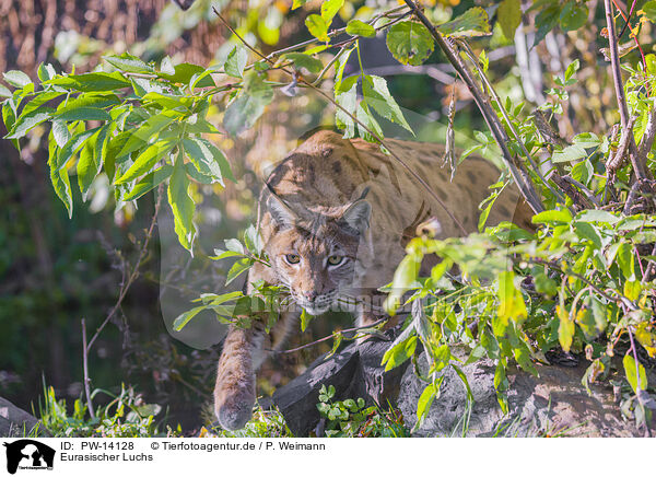 Eurasischer Luchs / Eurasian Lynx / PW-14128