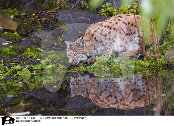 Eurasischer Luchs / Eurasian Lynx / PW-14138