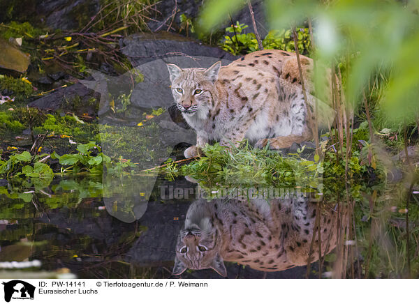 Eurasischer Luchs / Eurasian Lynx / PW-14141