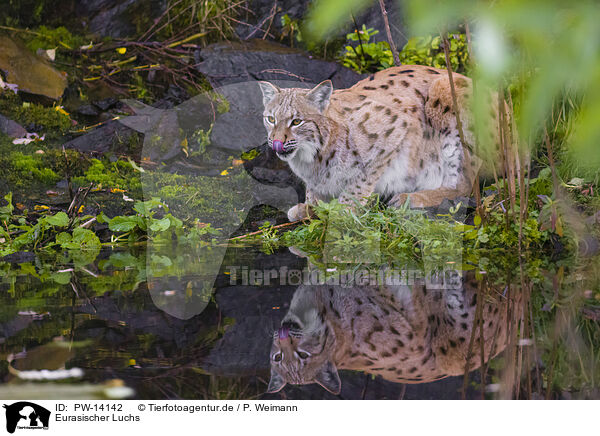 Eurasischer Luchs / Eurasian Lynx / PW-14142