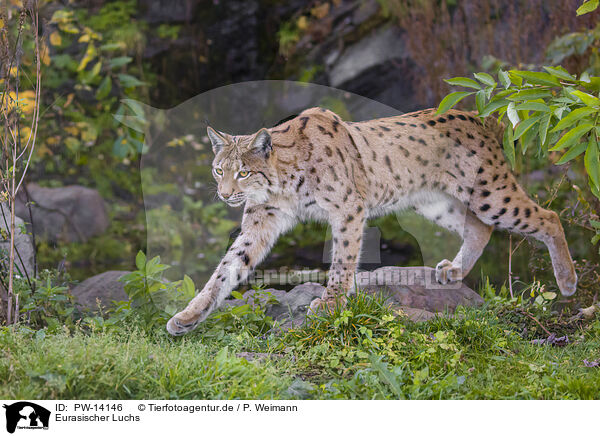 Eurasischer Luchs / Eurasian Lynx / PW-14146