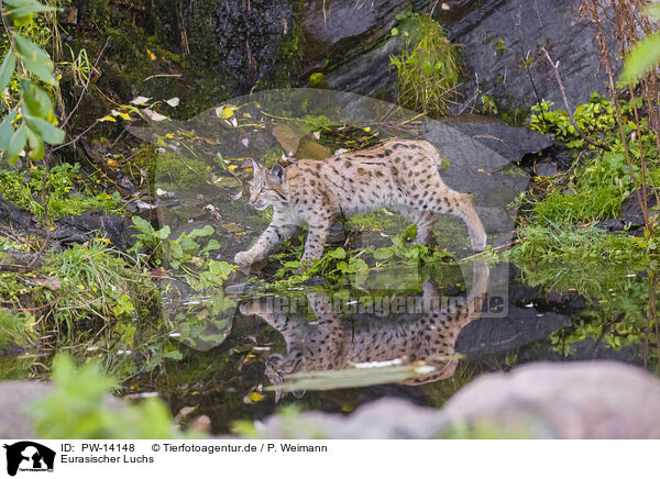 Eurasischer Luchs / Eurasian Lynx / PW-14148