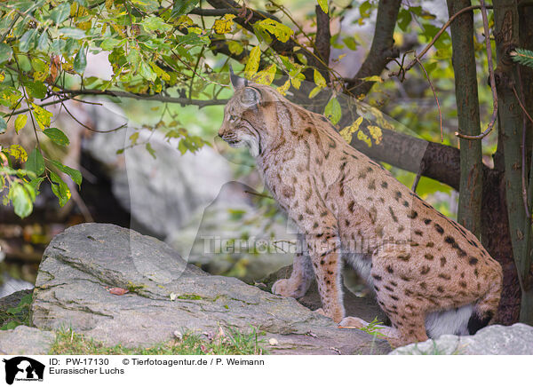 Eurasischer Luchs / Eurasian Lynx / PW-17130
