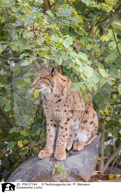 Eurasischer Luchs / Eurasian Lynx / PW-17144