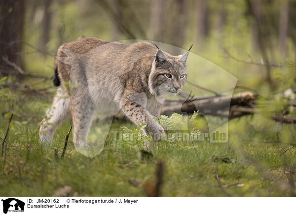 Eurasischer Luchs / Eurasian Lynx / JM-20162