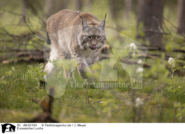 Eurasischer Luchs / Eurasian Lynx / JM-20164