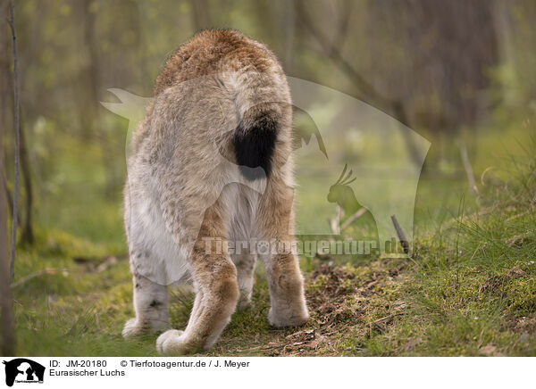 Eurasischer Luchs / Eurasian Lynx / JM-20180