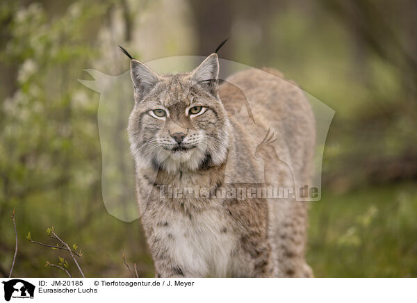 Eurasischer Luchs / Eurasian Lynx / JM-20185