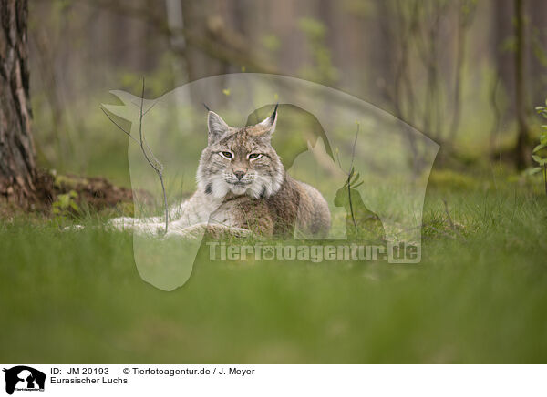 Eurasischer Luchs / Eurasian Lynx / JM-20193