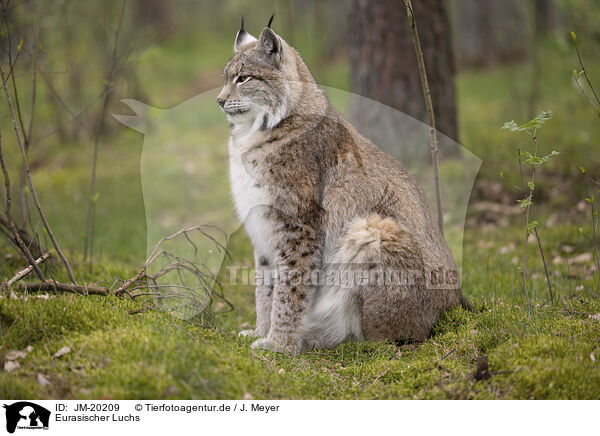 Eurasischer Luchs / Eurasian Lynx / JM-20209