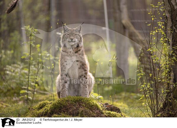 Eurasischer Luchs / Eurasian Lynx / JM-20212