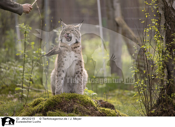 Eurasischer Luchs / Eurasian Lynx / JM-20215