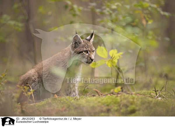 Eurasischer Luchswelpe / Eurasian Lynx cub / JM-20263