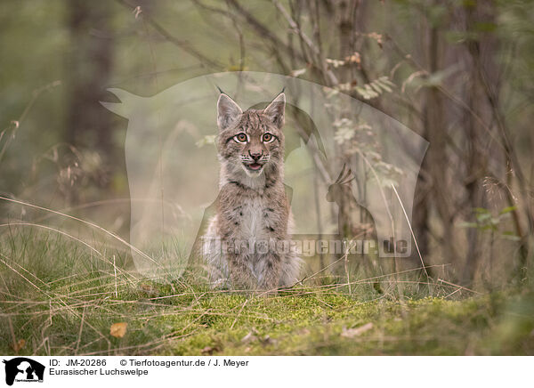 Eurasischer Luchswelpe / Eurasian Lynx cub / JM-20286
