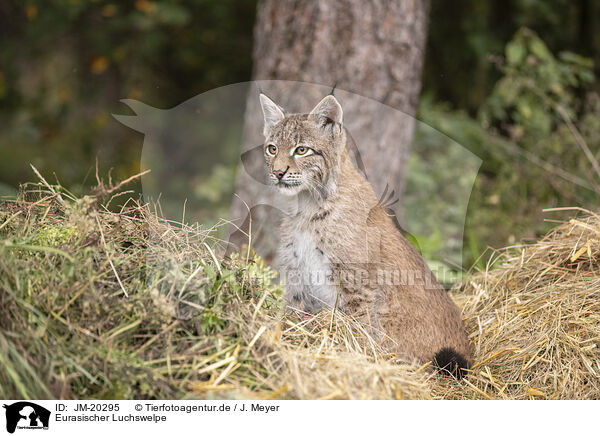 Eurasischer Luchswelpe / Eurasian Lynx cub / JM-20295