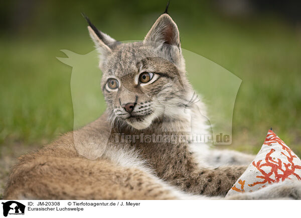 Eurasischer Luchswelpe / Eurasian Lynx cub / JM-20308