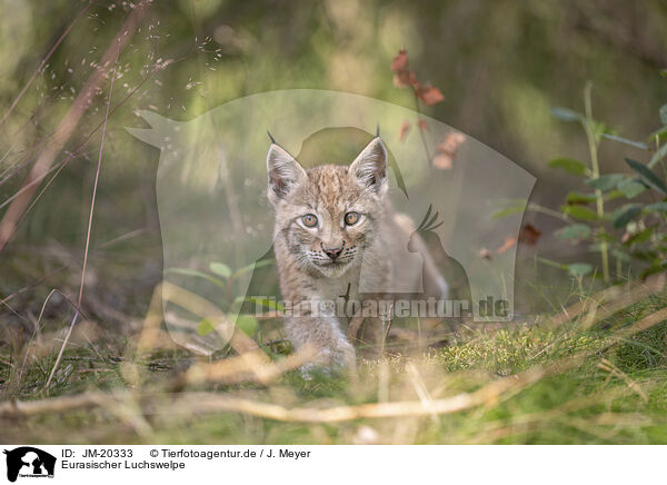 Eurasischer Luchswelpe / Eurasian Lynx cub / JM-20333