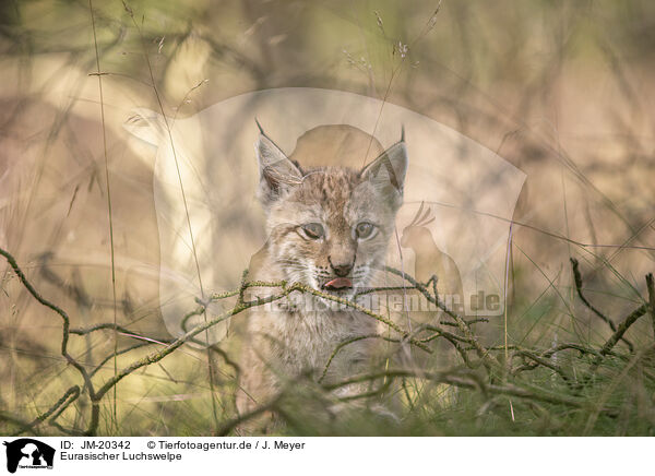 Eurasischer Luchswelpe / Eurasian Lynx cub / JM-20342