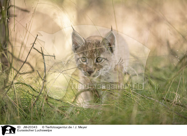 Eurasischer Luchswelpe / Eurasian Lynx cub / JM-20343