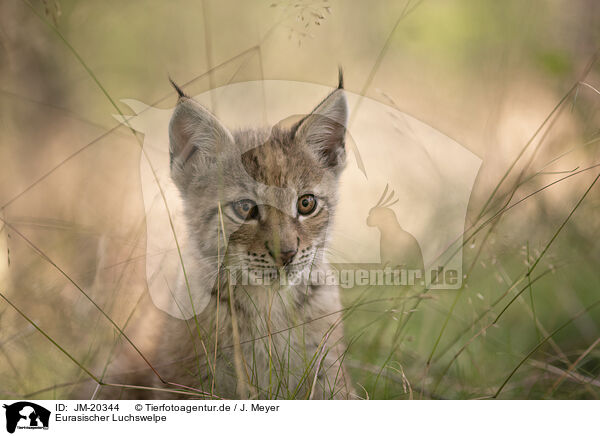 Eurasischer Luchswelpe / Eurasian Lynx cub / JM-20344