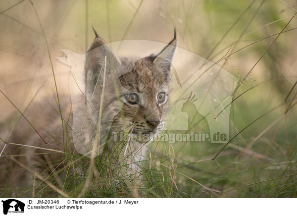 Eurasischer Luchswelpe / Eurasian Lynx cub / JM-20346