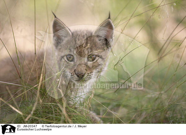 Eurasischer Luchswelpe / Eurasian Lynx cub / JM-20347