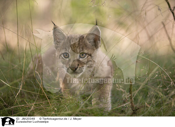 Eurasischer Luchswelpe / Eurasian Lynx cub / JM-20348