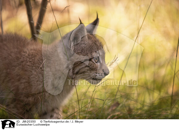 Eurasischer Luchswelpe / Eurasian Lynx cub / JM-20350