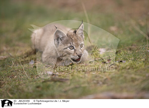 Eurasischer Luchswelpe / Eurasian Lynx cub / JM-20356
