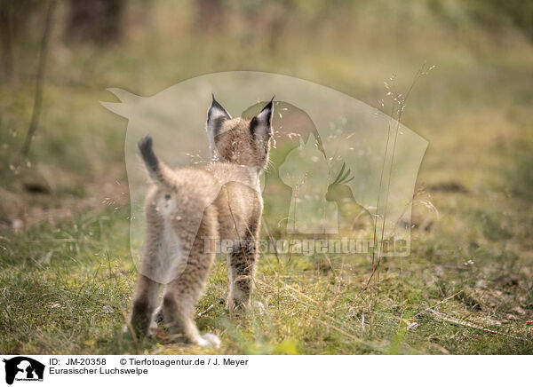 Eurasischer Luchswelpe / Eurasian Lynx cub / JM-20358