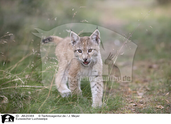 Eurasischer Luchswelpe / Eurasian Lynx cub / JM-20364