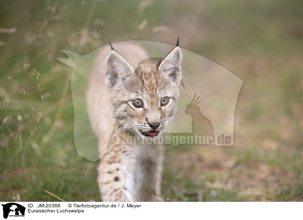 Eurasischer Luchswelpe / Eurasian Lynx cub / JM-20366