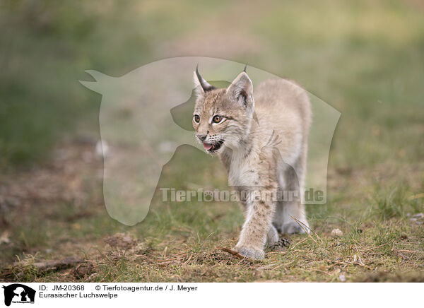 Eurasischer Luchswelpe / Eurasian Lynx cub / JM-20368