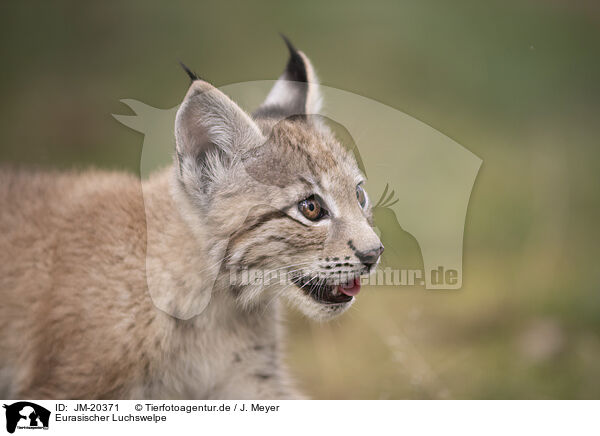 Eurasischer Luchswelpe / Eurasian Lynx cub / JM-20371