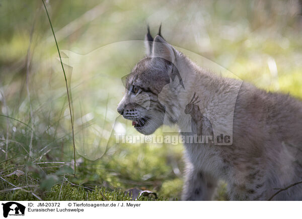 Eurasischer Luchswelpe / Eurasian Lynx cub / JM-20372