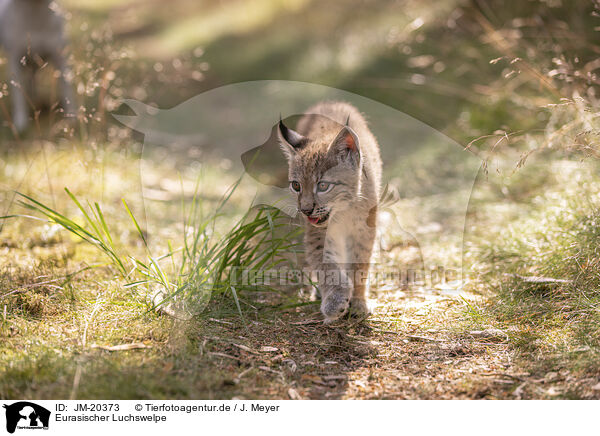 Eurasischer Luchswelpe / Eurasian Lynx cub / JM-20373