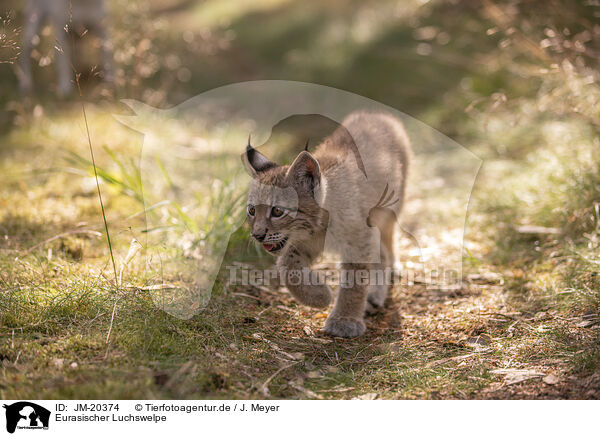 Eurasischer Luchswelpe / Eurasian Lynx cub / JM-20374
