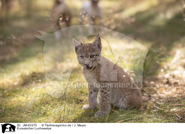 Eurasischer Luchswelpe / Eurasian Lynx cub / JM-20375