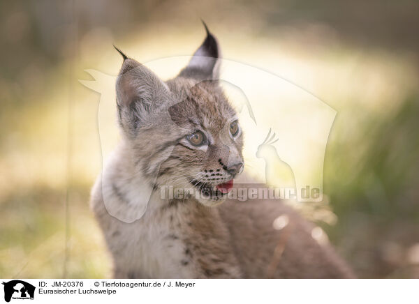 Eurasischer Luchswelpe / Eurasian Lynx cub / JM-20376
