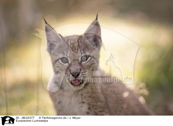 Eurasischer Luchswelpe / Eurasian Lynx cub / JM-20377