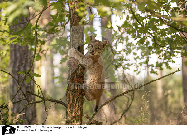 Eurasischer Luchswelpe / Eurasian Lynx cub / JM-20380